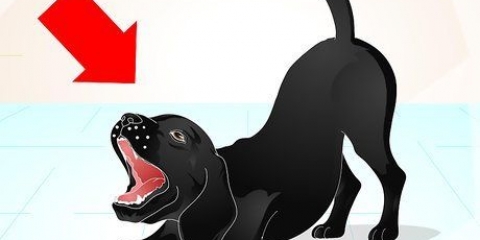 Treinando um labrador travesso