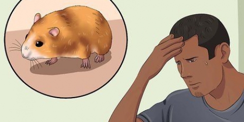 Pegando um hamster fugitivo