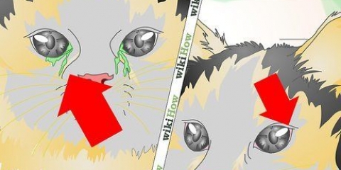 Tratando uma infecção ocular em um gato