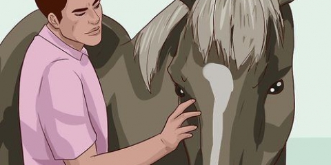 Ensine um cavalo