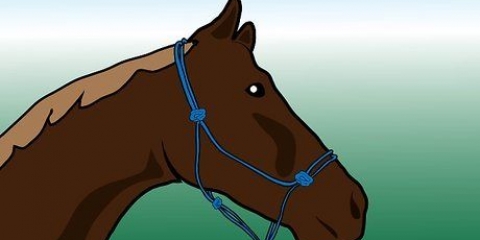 Escovar um cavalo