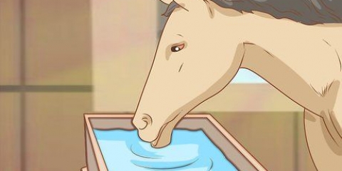 Alimentando um cavalo