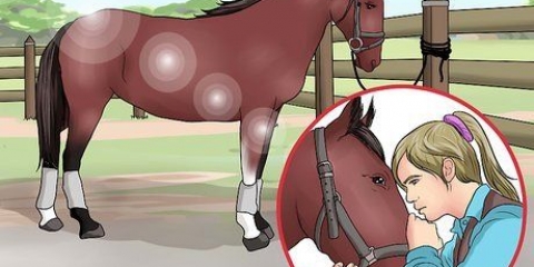 Coçar o casco de um cavalo