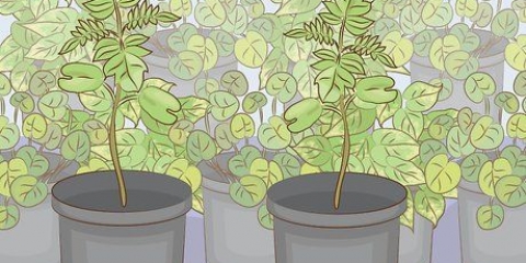 Cultivando uma árvore de jacarandá