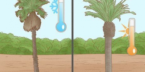Plante uma palmeira