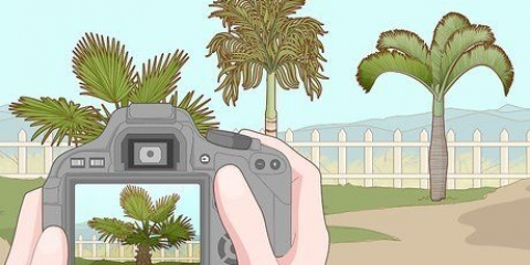 Remova uma palmeira
