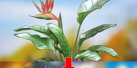 Poda de uma planta de remendo do paraíso