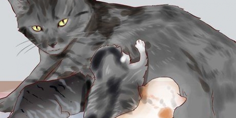 Alimentando um gatinho recém-nascido
