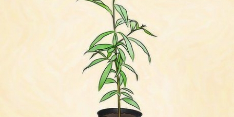 Plantando um pessegueiro