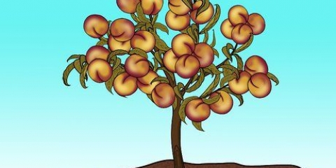 Poda de um pessegueiro