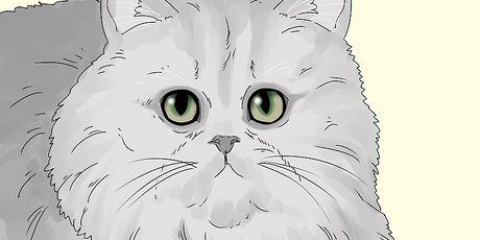 Identificando um gato persa