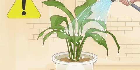 Salvando uma planta que foi regada demais