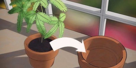 Replante uma planta