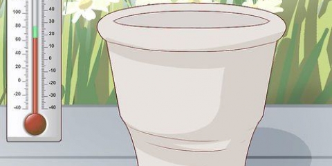 Cultivando uma plumeria