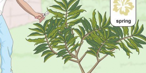 Poda de uma plumeria