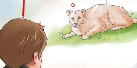 Lutando contra um puma