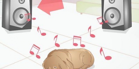 Acalmar um cachorro