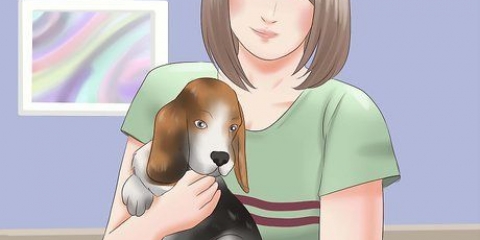 Escolhendo um filhote de cachorro de uma ninhada
