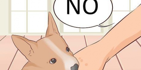 Como fazer um cachorro parar de morder