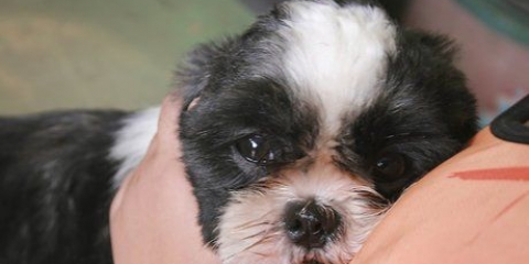 Como fazer um cachorro parar de rosnar quando você o pega