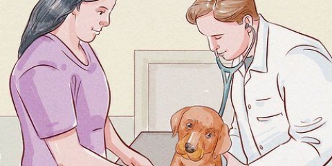 Desparasitação de um cachorro