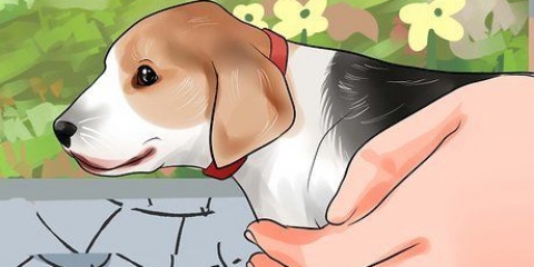 Pegando um cachorrinho