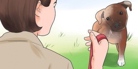 Treinando um cachorro para andar na coleira