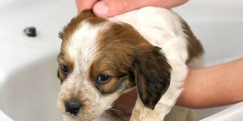 Dar banho em um cachorro pela primeira vez