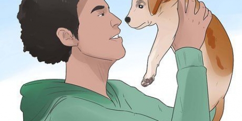 Ensinando um cachorro seu nome