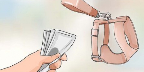 Colocando o arnês de um cachorro