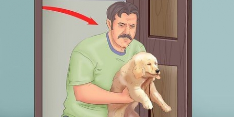 Housetraining um filhote de cachorro em um apartamento