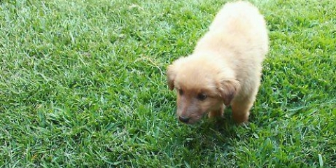 Potty treinando um cachorrinho