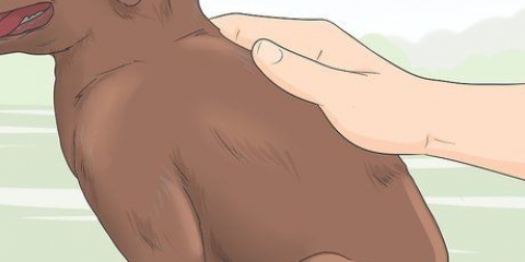Identificando um filhote de labrador retriever de raça pura