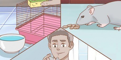 Cuidando de um rato