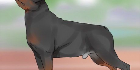Identificando um rottweiler