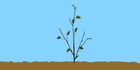 Poda de uma roseira