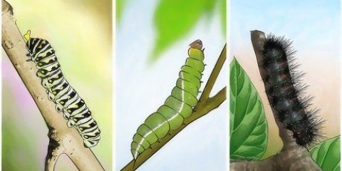 Cuidar de uma lagarta até que ela se transforme em borboleta ou mariposa