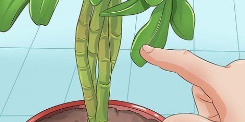 Poda de uma planta schefflera