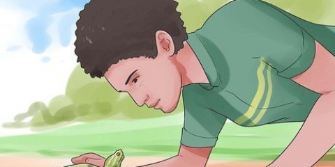 Acariciando uma tartaruga