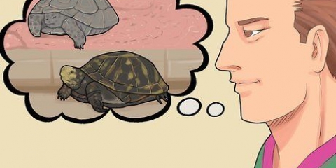 Cuidando de uma tartaruga hibernando