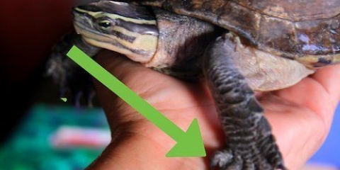 Cuidando de uma tartaruga