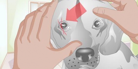 Tratando um arranhão no olho de um cão