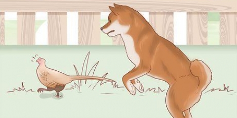 Escolhendo um filhote de shiba inu