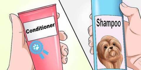 Lavando um filhote de shih tzu