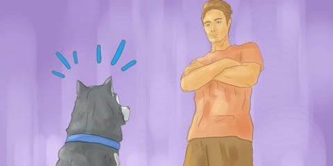 Treinando um husky siberiano