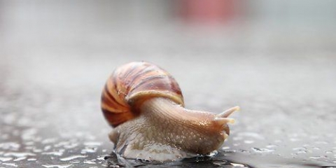 Mantendo um caracol como animal de estimação