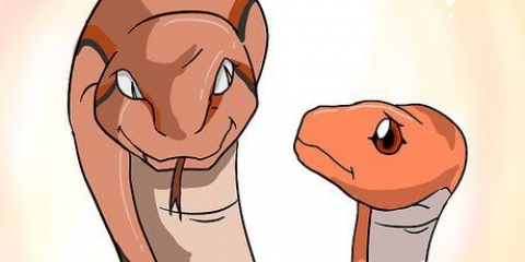 Escolhendo uma cobra como animal de estimação