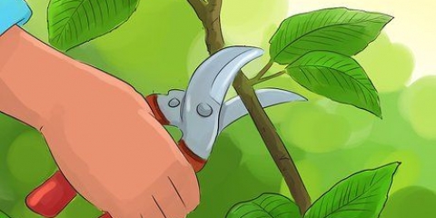 Podando uma planta de bola de neve