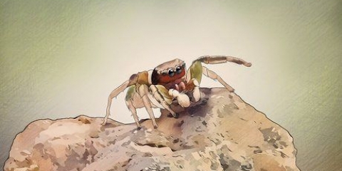 Pegar e cuidar de uma aranha saltadora