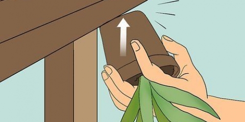 Revivendo uma planta de aloe vera morrendo